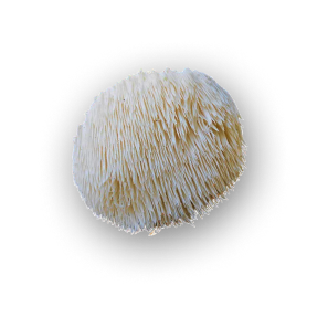 Изображение Ежовика