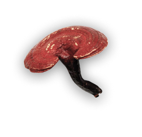 Изображение Рейши