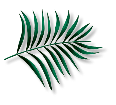 Изображение листка